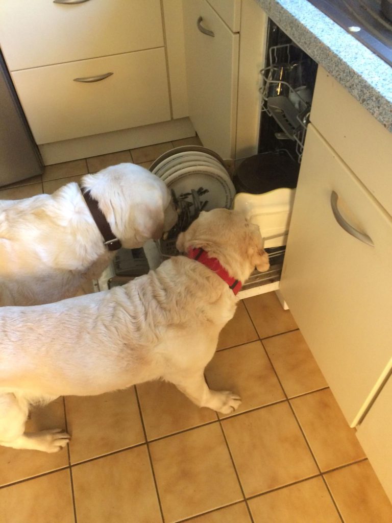 chiens labrador gourmands qui lèchent le lave vaisselle en pension à l'échappée Bêtes