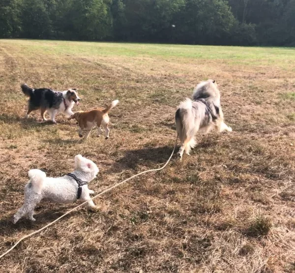 4 chiens courent dans un pré pendant la balade collective avec la pet sitter