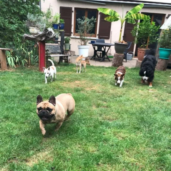 groupe de chiens à la pension dans le jardin bouledogue qui s'avance en pension à l'échappée Bêtes