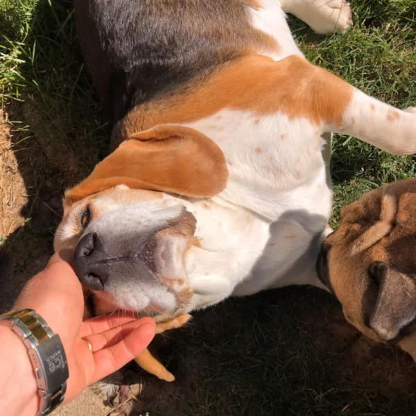 chien beagle allongé sur la terrasse avec sa tête dans la main de la nounou à la pension