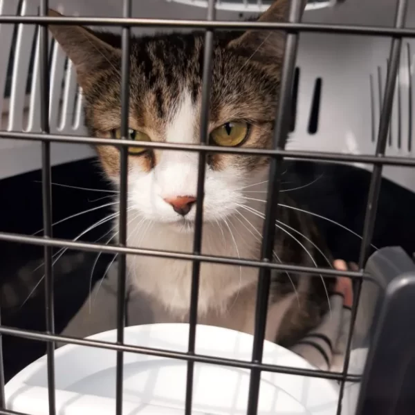 chat malade qui doit aller en urgence chez le vétérinaire avec le taxi "sauts de puces"