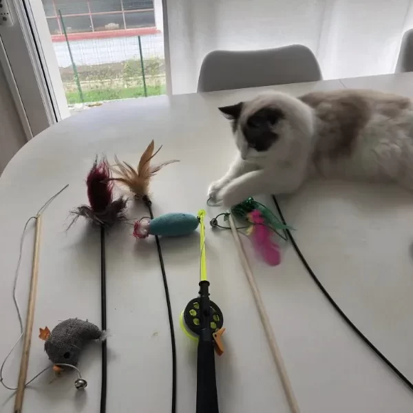 chat ragdoll qui choisit ses jouet visite à domicile