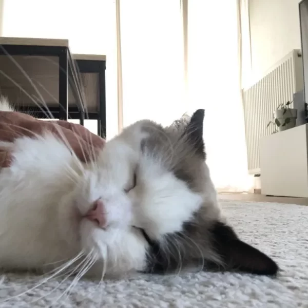 chat ragdoll qui ronronne couché sur tapis visite à domicile