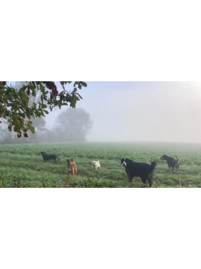 5 chiens sont en promenade dans la campagne avec du brouillard dans une ambiance paisible en pension à l'échappée Bêtes