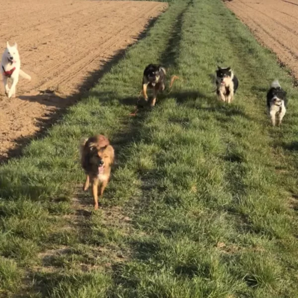 5 chiens en ligne dans les champs et qui font la course en pension à l'échappée Bêtes