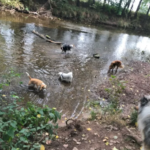 un groupe de chiens se baigne dans la rivière de la Bruche et boivent de l'eau en pension à l'échappée Bêtes