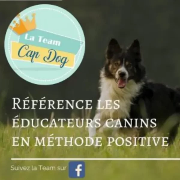 logo de la team cap dog réseau d'éducation positive
