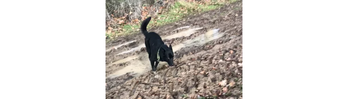 chien berger noir qui saute dans une flaque pendant la promenade collective