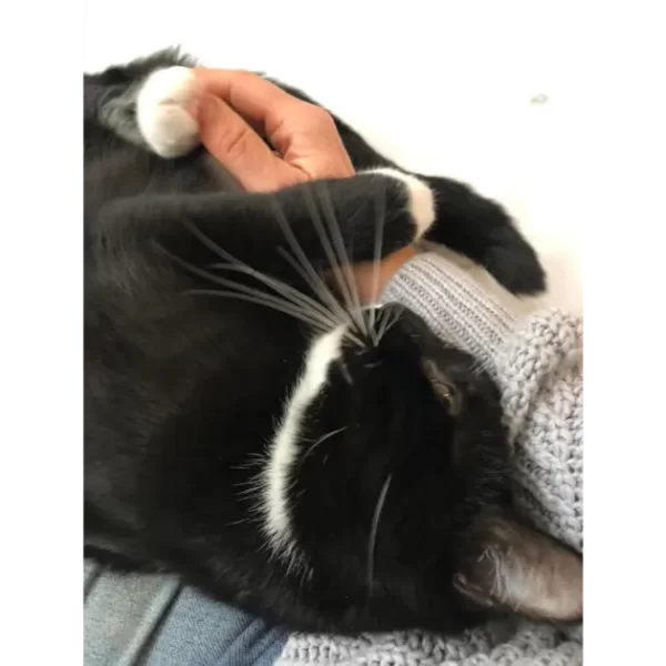 chat noir et blanc qui s'agrippe au bras de la cat sitter pendant la visite a domicile