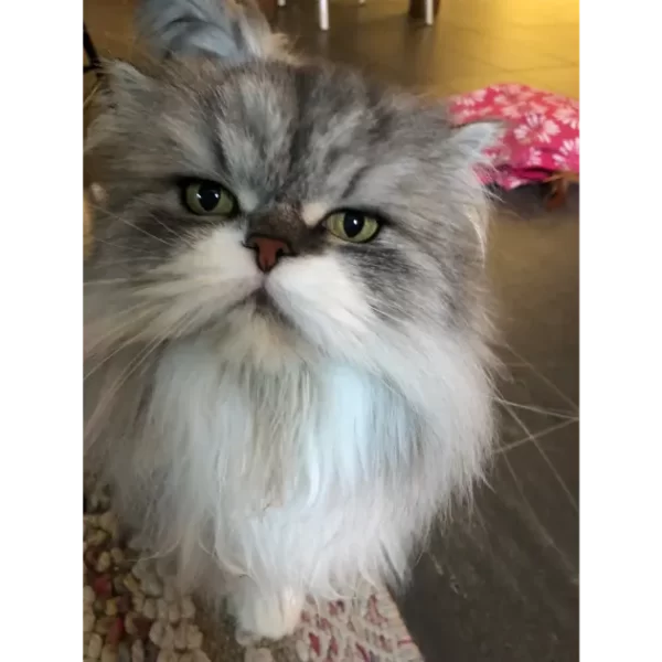 chat persan qui fait les yeux doux avec la cat sitter pendant la visite a domicile