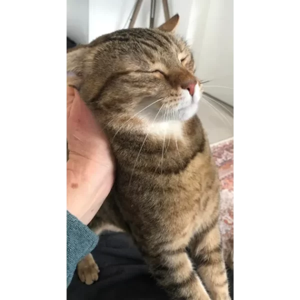 chat tigré caressé par la cat sitter pendant la visite a domicile