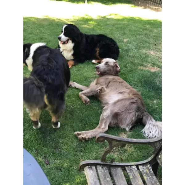 chiens couchés dans le jardin à la colo de la pension